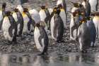 Antarctica, South Georgia. Group of king penguins. Art Print